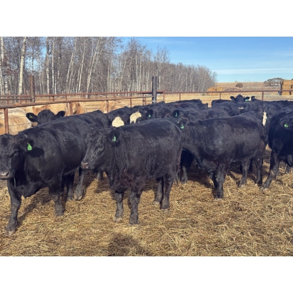 Midpoint Farms - 23 Black Angus X February/March Calving Bred Heifers (Drayton Valley, AB)