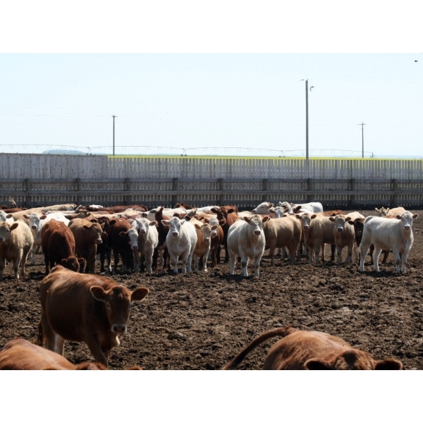 Poelman Farms - 880# July Delivery Heifers - 245 Head (Granum, AB)