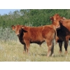 Image 2 : North Slope Farms - 615# November Delivery Steer Calves - 95 Head (Czar, AB)
