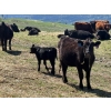 Image 5 : Kingsclere Ranch - 30 Black Angus X 1st Calf Pairs (Parson, BC)