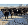 Image 7 : Cattlewood Farms Ltd. - 780# February Delivery Heifers - 156 Head (Vauxhall, AB)