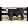 Image 4 : Pozko Cattle Company Ltd. - 700# October Delivery Steer Calves - 8 Head (Creston, BC)