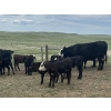 Image 3 : Linthicum Ranch - 550# October Delivery Steer Calves - 110 Head (Glentworth, SK)