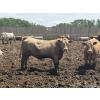 Image 4 : Brandt Boys Inc. - 1000# June Delivery Heifers - 125 Head (Tolstoi, MB)
