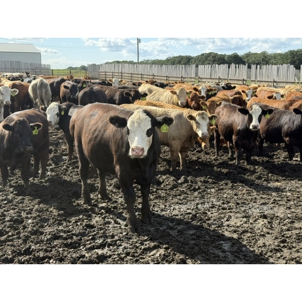 Chipping Hill Cattle Co. - 1075# August Delivery Steers - 228 Head (MacGregor, MB)