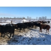 Image 9 : Bar 7 Ranch - 750# April Weaned Heifers - 80 Head (MacGregor, MB)