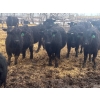 Image 2 : Jay Be Acres Ltd. - 920# April Delivery Steers - 66 Head (Deloraine, MB) 
