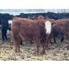 Image 9 : Dog River Ranch - 850# February Delivery Steers - 70 Head (Corning, SK) VBP+