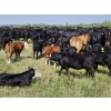 Image 12 : Owen Salisbury - 550# October Delivery Steer Calves - 50 Head (Norquay, SK)