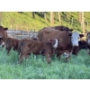 Image 6 : CTE Mueller Farms - 640# October Delivery Steer Calves - 60 Head (Olds, AB)