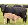 Image 3 : GW Murray Ranches - 540# October Delivery Steer Calves - 110 Head (Tompkins, SK)