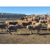 Image 5 : Elkwater Farming Co. - 950# March Delivery Steers - 135 Head (Irvine, AB)