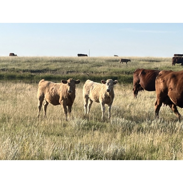 Sun Rayz Cattle Co. - 550# October Delivery Heifer Calves - 70 Head (Coronation, AB)