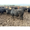 Image 5 : Chipping Hill Cattle Co. - 1000# September Delivery Steers - 120 Head (MacGregor, MB)