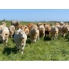 Image 2 : Nick Garnier - 1080# September Delivery Grass Steers - 90 Head (Lloydminster, AB)