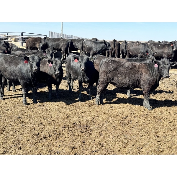Birch Island Land & Cattle - 725# May Delivery Heifers - 81 Head (Rhein, SK)