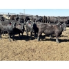 Image 1 : Birch Island Land & Cattle - 725# May Delivery Heifers - 81 Head (Rhein, SK)