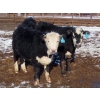 Image 10 : Bezan Cattle Corporation - 725# April/May Delivery Steers - 80 Head (Midale, SK)