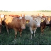 Image 10 : Taylor Enterprises Inc. - 900# September Delivery Grass Heifers - 134 Head (Wawota, SK)