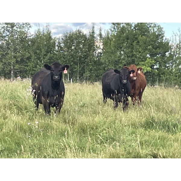 Kit Brink - 1025# September Delivery Grass Heifers - 33 Head (Eagle Hill, AB)
