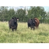 Image 1 : Kit Brink - 1025# September Delivery Grass Heifers - 33 Head (Eagle Hill, AB)