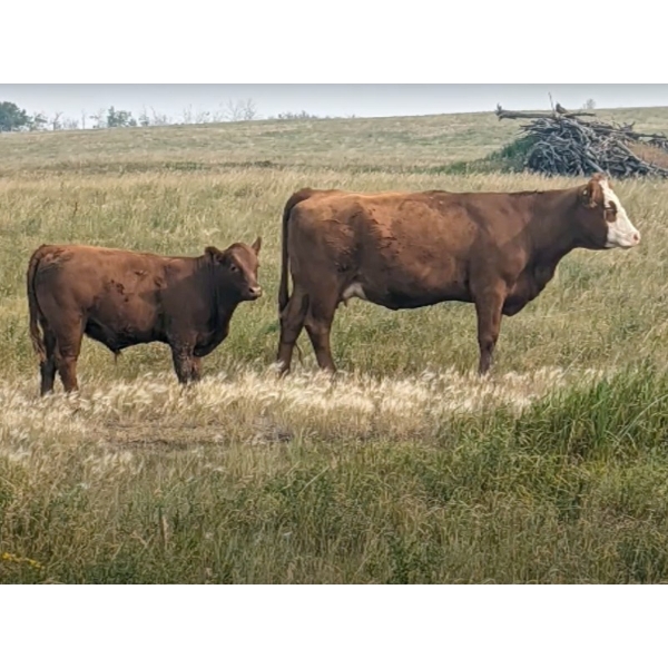 WKS Farms Ltd. - 730# October Delivery Steer Calves - 85 Head (Halkirk, AB) VBP+