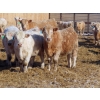 Image 4 : Winn Man Farms - 750# March Delivery Steers - 160 Head (Winnipegosis, MB)