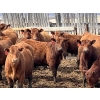 Image 2 : Hillcrest Farming Co. - 760# April Delivery Steers - 80 Head (Dundurn, SK)