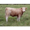 Image 19 : Taylor Enterprises Inc. - 900# September Delivery Grass Heifers - 134 Head (Wawota, SK)