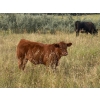 Image 3 : Francis Dyck - 600# November Delivery Weaned Steers - 105 Head (Swift Current, SK)