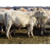 Image 6 : Frank Martens - 18 Cream/White Char X Bred Heifers (Theodore, SK)