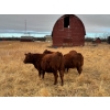 Image 5 : 1911 Farms (Meah & Chad Olsen) - 6 Red Heifers (Pen 721)