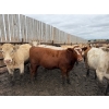 Image 10 : Chipping Hill Cattle Co. - 950# September Delivery Steers - 64 Head (MacGregor, MB)