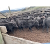 Image 4 : Nicola Ranch - 600# November Delivery Steer Calves - 310 Head (Merritt, BC) VBP+