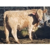 Image 5 : Squaw Valley Ranch - 740# October Steer Calves - 85 Head (Lumby, BC)