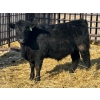 Image 7 : Jay Be Acres Ltd. - 795# March/April Delivery Steers - 76 Head (Deloraine, MB)