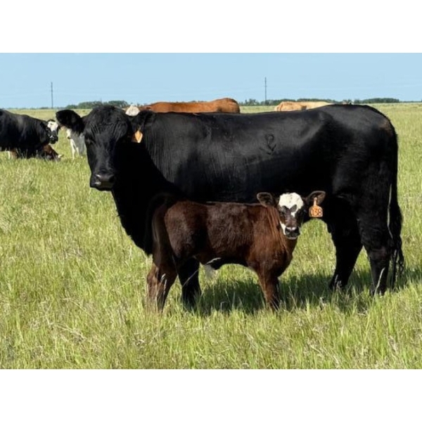 Lee Johnston - 35 Black/Black X Cow/Calf Pairs (Welwyn, SK)