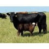 Lee Johnston - 35 Black/Black X Cow/Calf Pairs (Welwyn, SK)