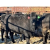 Image 3 : Fox Cattle Co. - 17 Black Heifers (Pen 404)