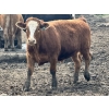 Image 4 : Birch Island Land & Cattle - 1125# July Delivery Steers - 108 Head (Rhein, SK)