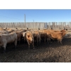 Image 3 : Williamson Farms - 939# February Delivery Steers - 195 Head (Bow City, AB)