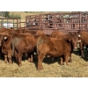 Image 3 : Grote Ranch - 520# Sept/Oct Delivery Steer Calves - 80 Head (Crestomere, AB)