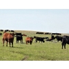 Image 4 : Twin Bridges Ranch - 800# August Delivery Grass Heifers - 160 Head (Maple Creek, SK)