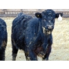 Image 6 : Leon Torkelson - 750# March Delivery Steers - 75 Head (Millicent, AB)