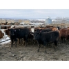 Image 2 : Bill Snyder - 650# March Delivery Heifers - 67 Head (Rimbey, AB)