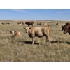 Image 5 : Johnston Ranches - 615# October Delivery Heifer Calves - 75 Head (Hanna, AB)