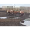 Image 6 : Ripple Rock Ranch - 860# August Delivery Heifers - 30 Head (Fincastle, AB)