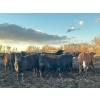 Image 15 : Chris Bartel - 1075# June Delivery Steers - 58 Head (Fort Vermilion, AB)