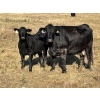 Image 3 : Miller Farms Ltd. - 670# October Delivery Steer Calves - 40 Head (Acme, AB) VBP+