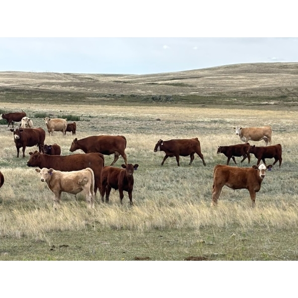 H&K Ranch - 590# October Delivery Steer Calves - 100 Head (Hilda, AB)